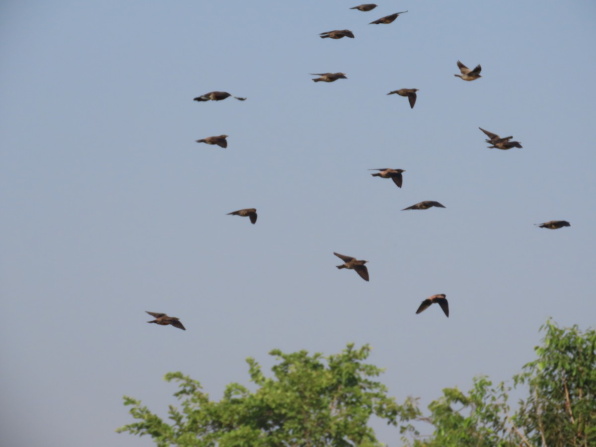 Rosy Starling - ML645708731