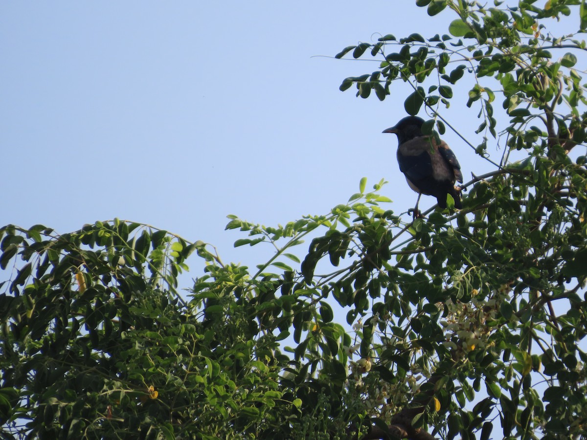 Rosy Starling - ML645708732