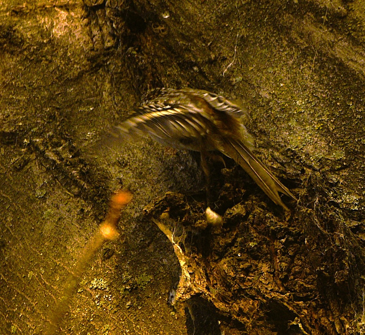 Brown Creeper - ML645708734