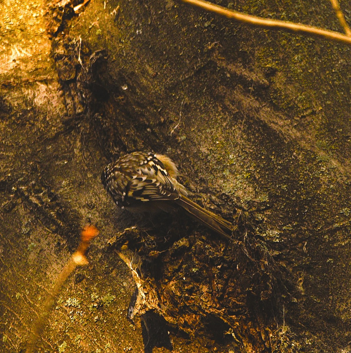 Brown Creeper - ML645708735