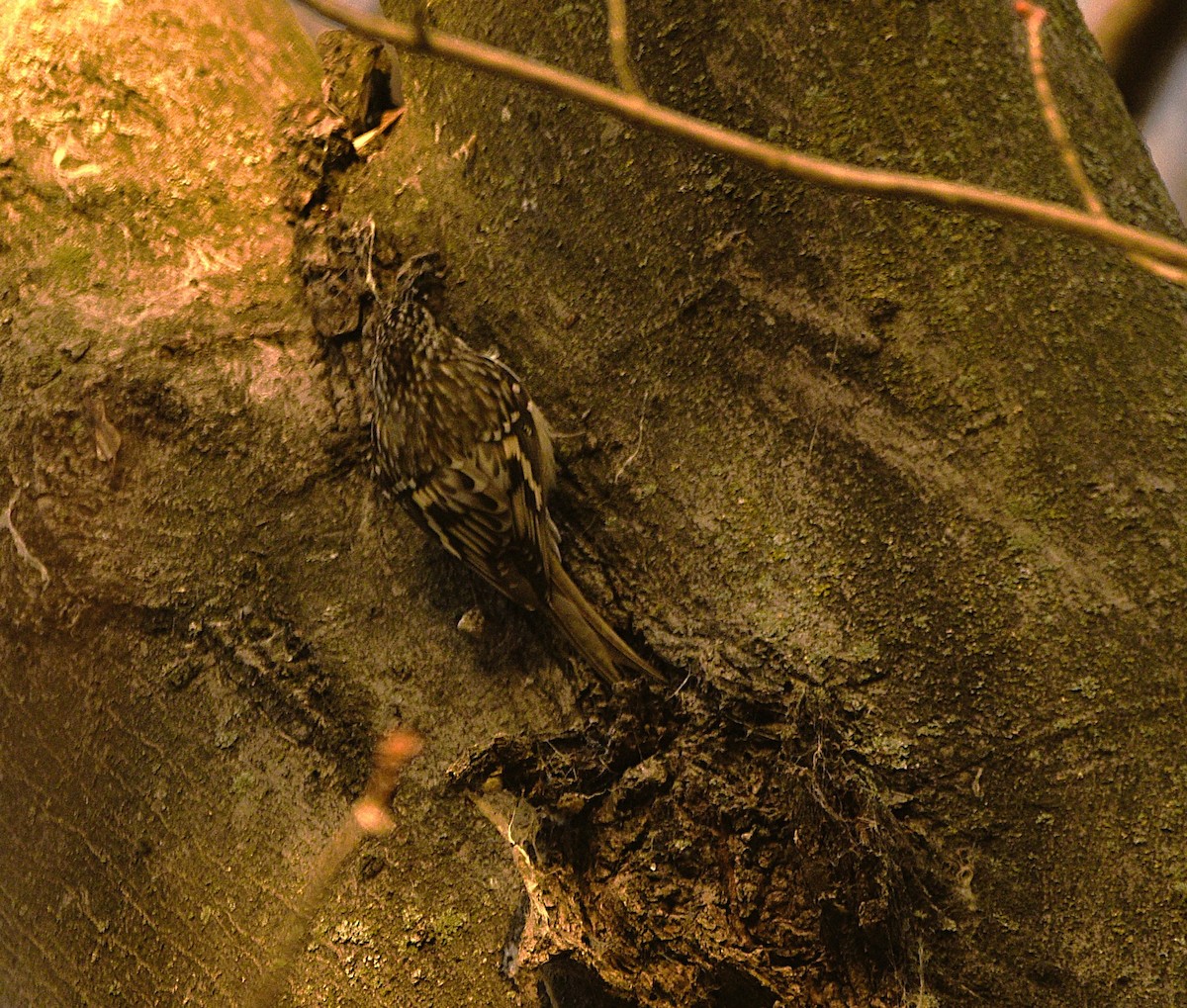 Brown Creeper - ML645708737