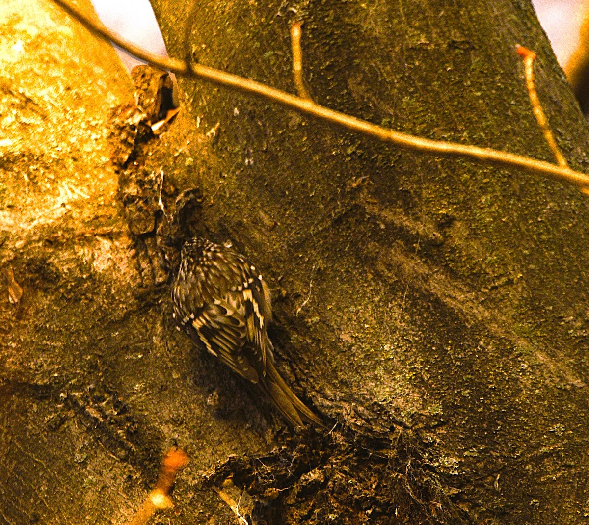 Brown Creeper - ML645708738