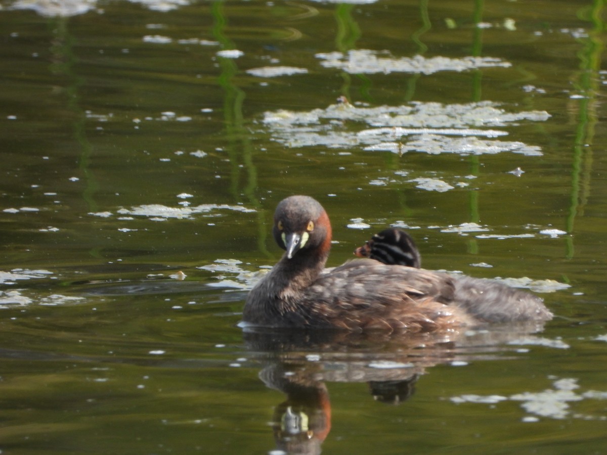 Australasian Grebe - ML645708744