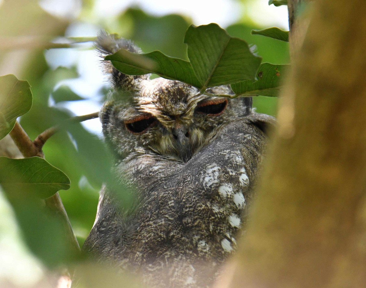 Grayish Eagle-Owl - ML645708775