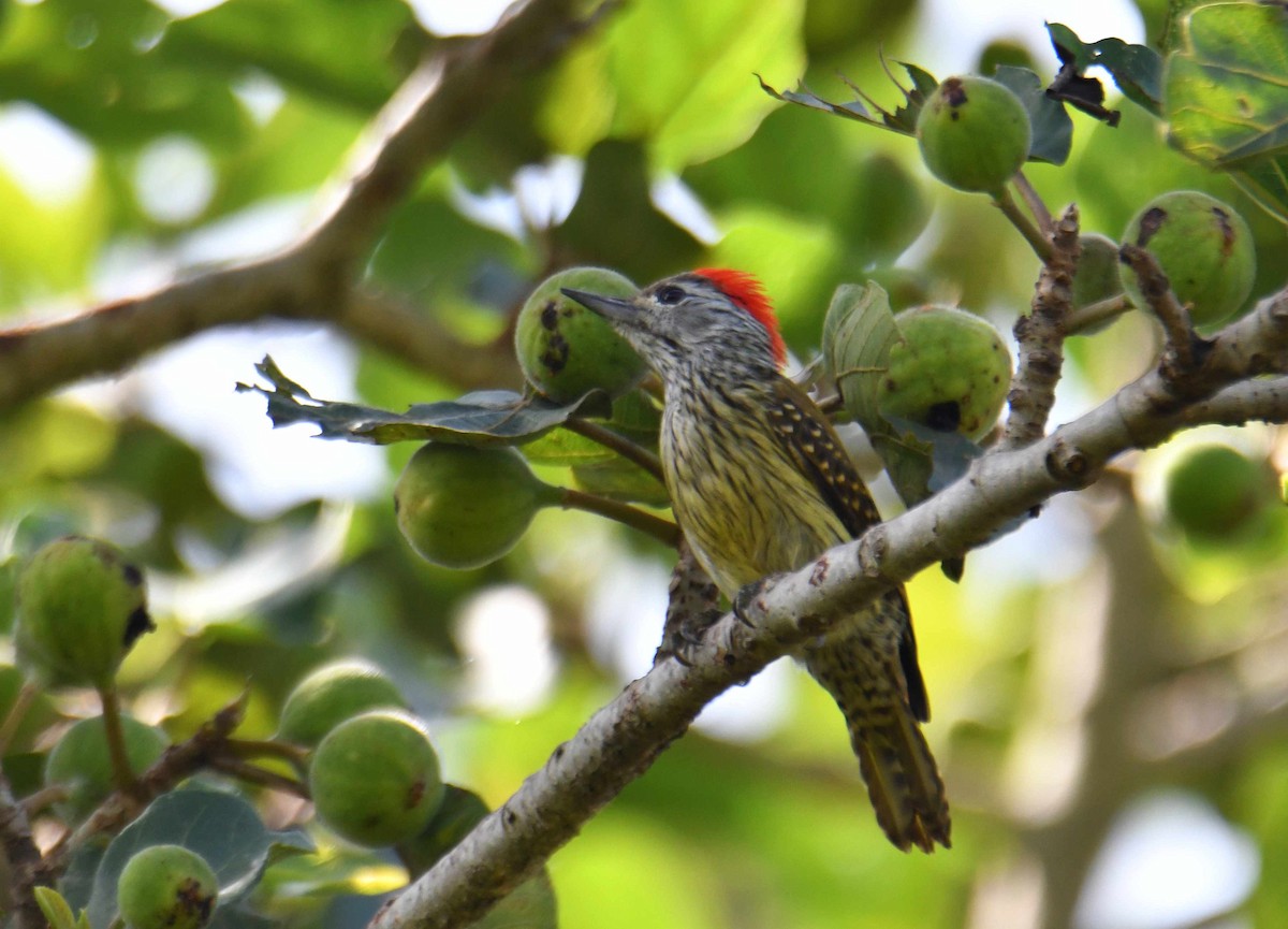 Cardinal Woodpecker - ML645708779
