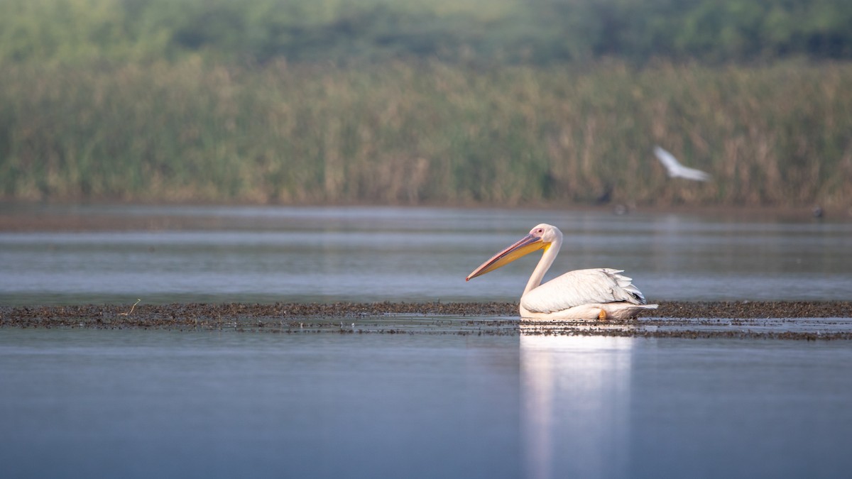Great White Pelican - ML645708780