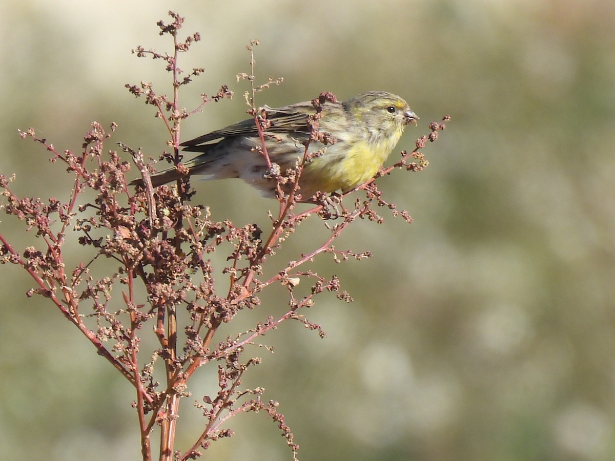 European Serin - ML645708793