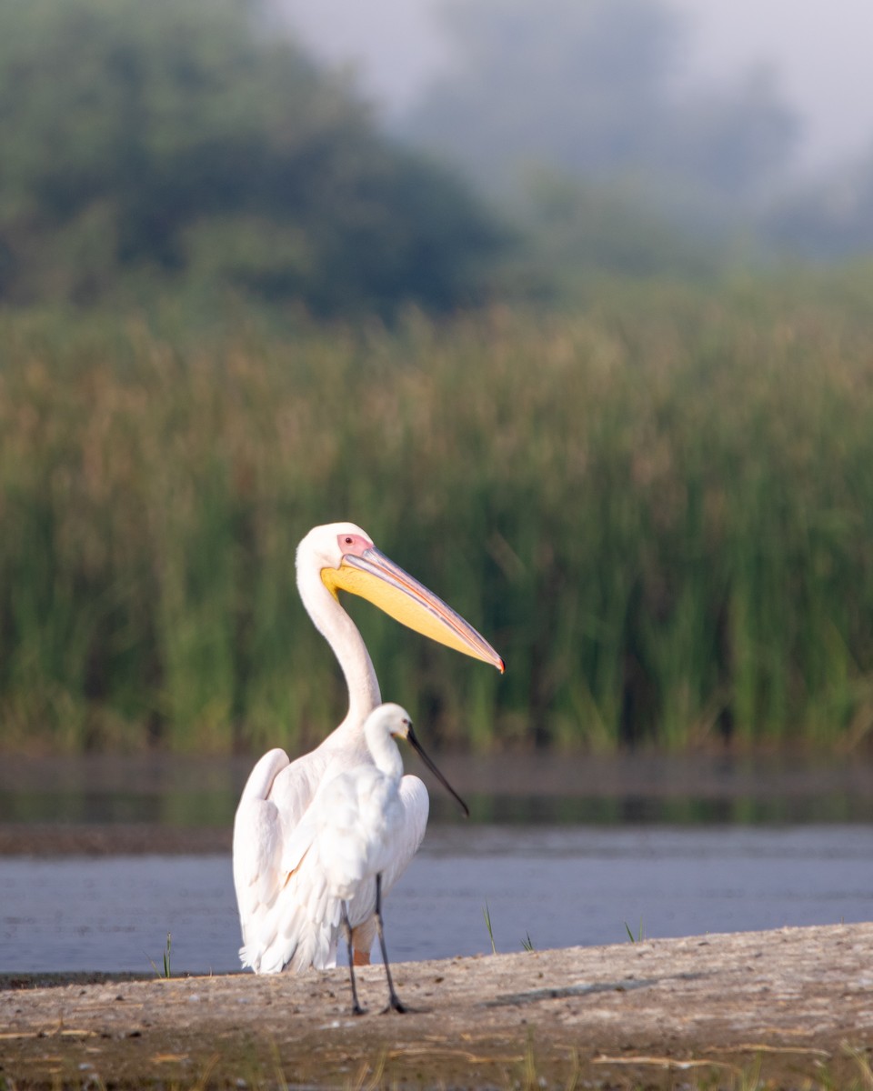 Great White Pelican - ML645708794