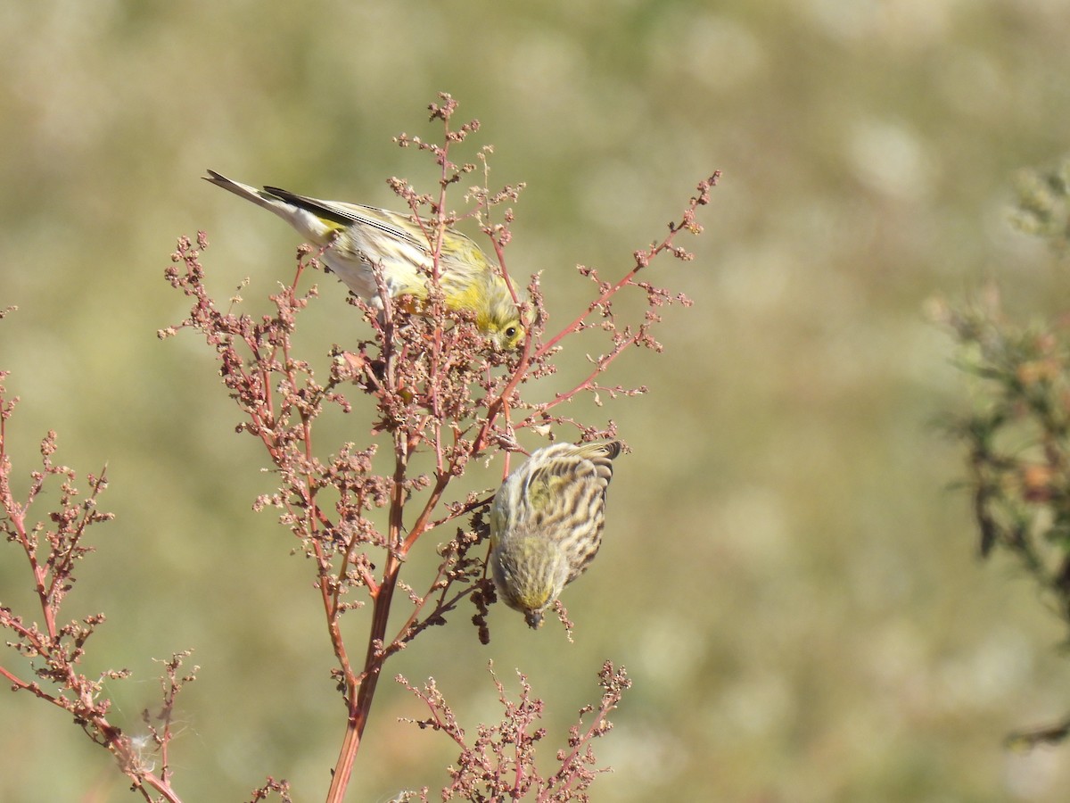 European Serin - ML645708798