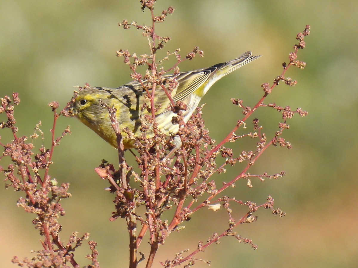 European Serin - ML645708803