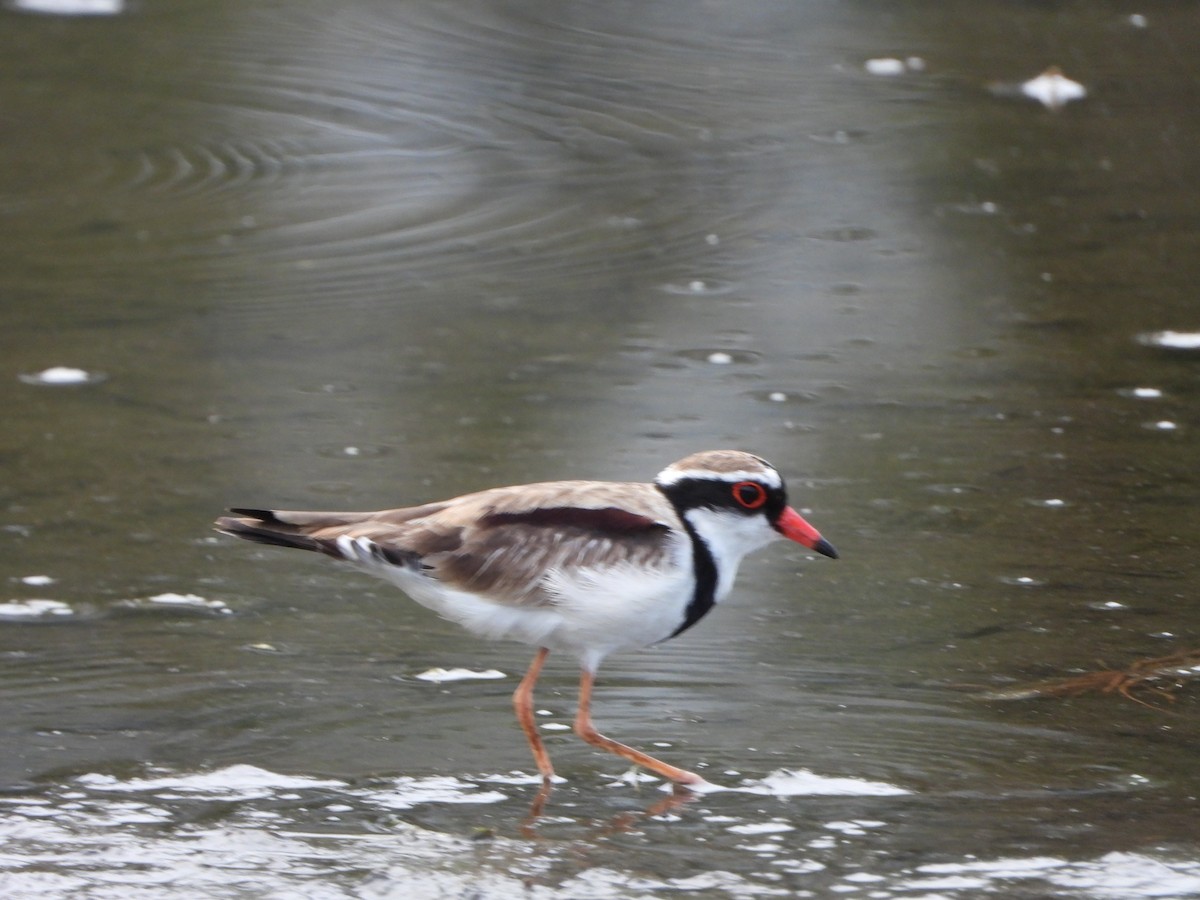 Black-fronted Dotterel - ML645708814