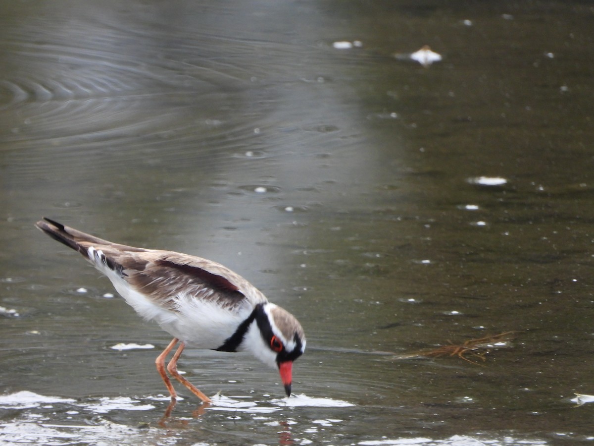 Black-fronted Dotterel - ML645708815