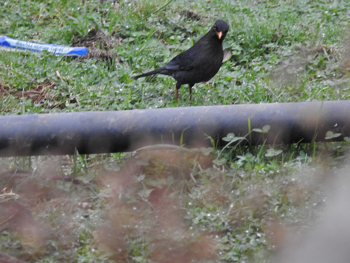 kos indický - ML645708820