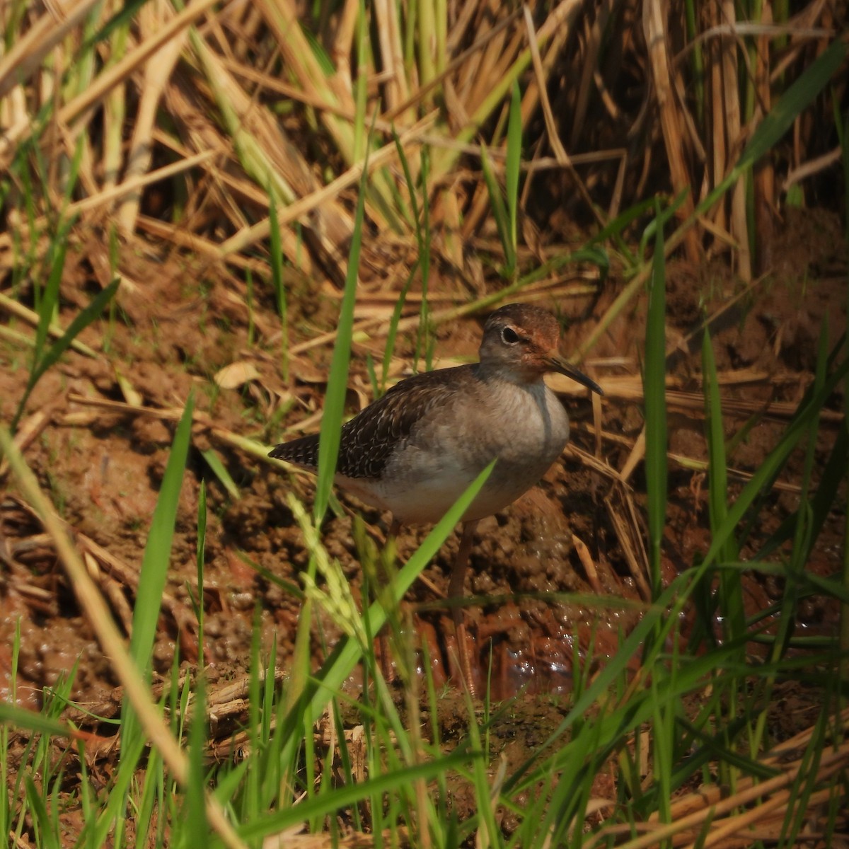 vodouš bahenní - ML645708824
