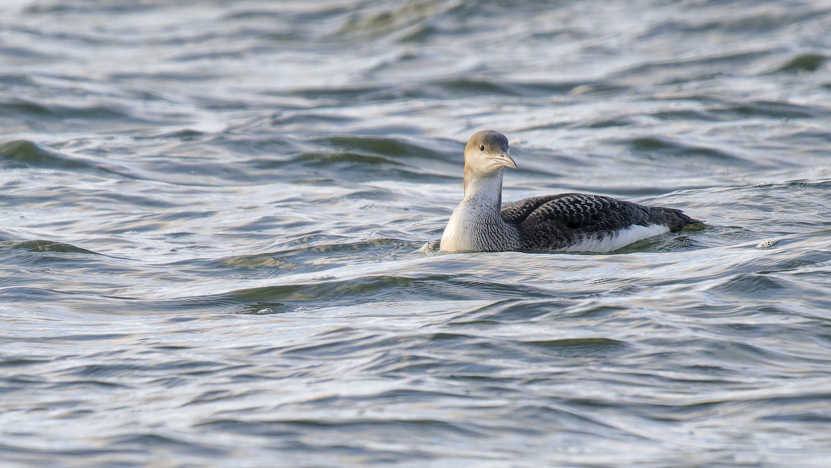 Arctic Loon - ML645708853