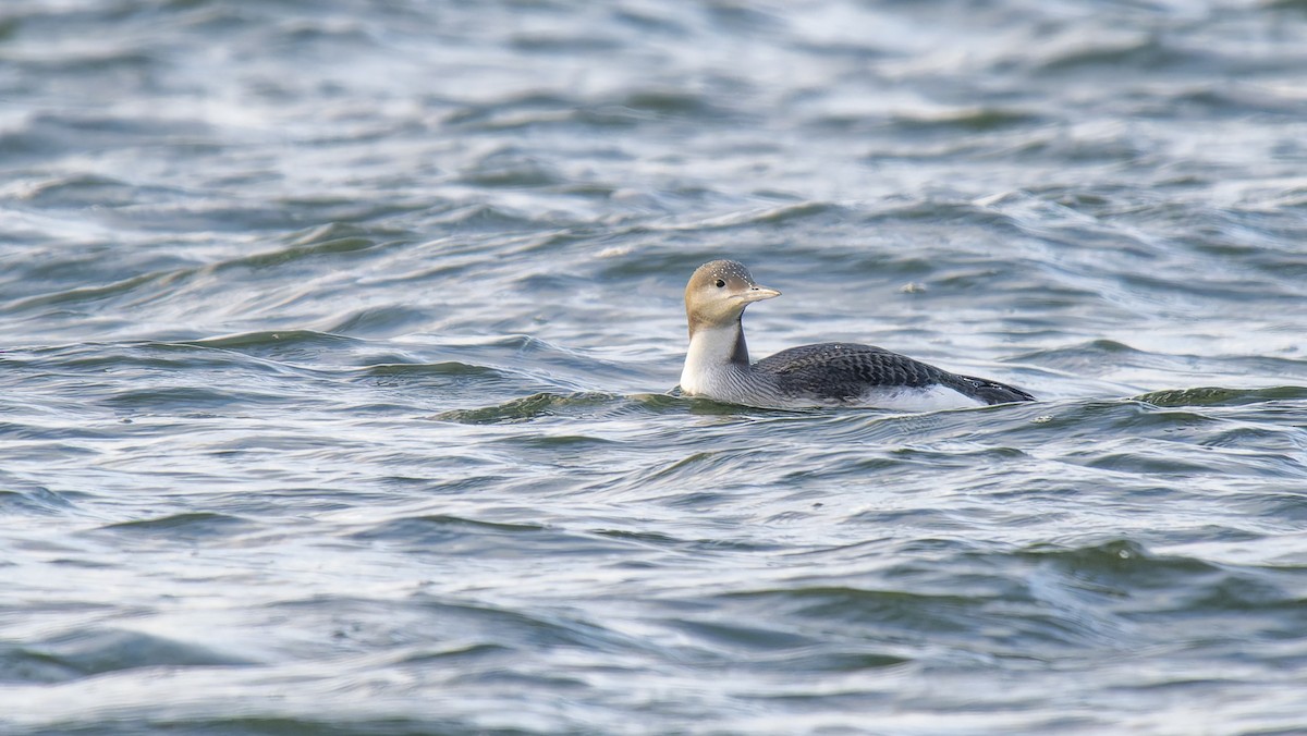 Arctic Loon - ML645708854