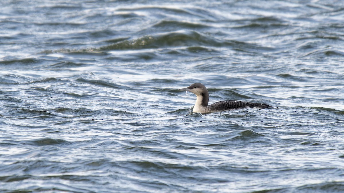 Arctic Loon - ML645708855