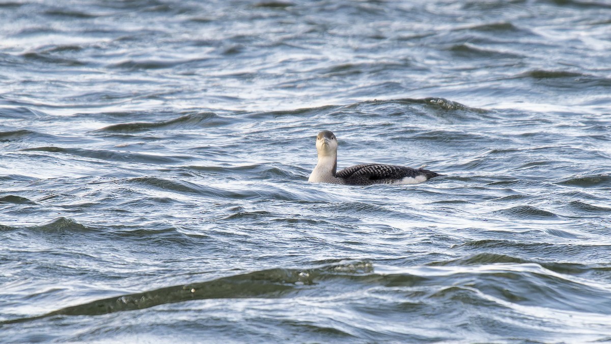 Arctic Loon - ML645708857