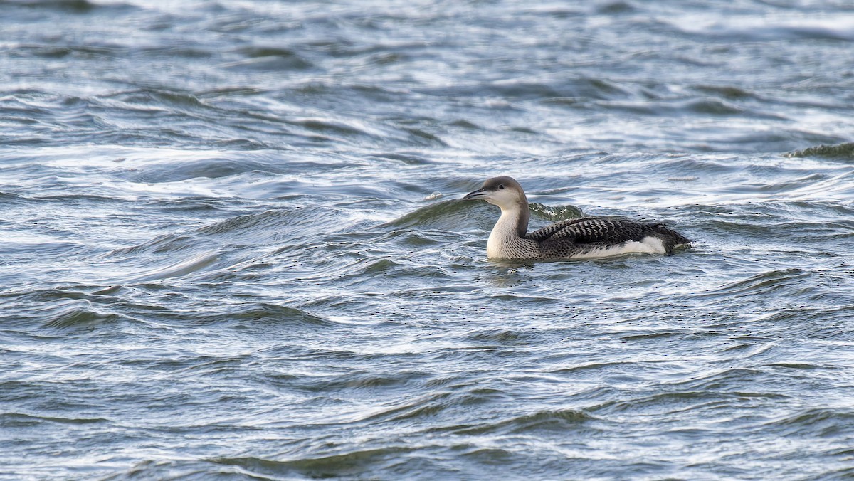 Arctic Loon - ML645708858