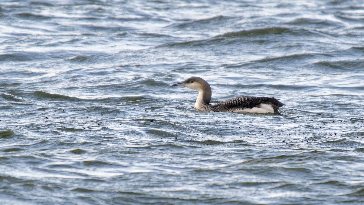 Arctic Loon - ML645708859