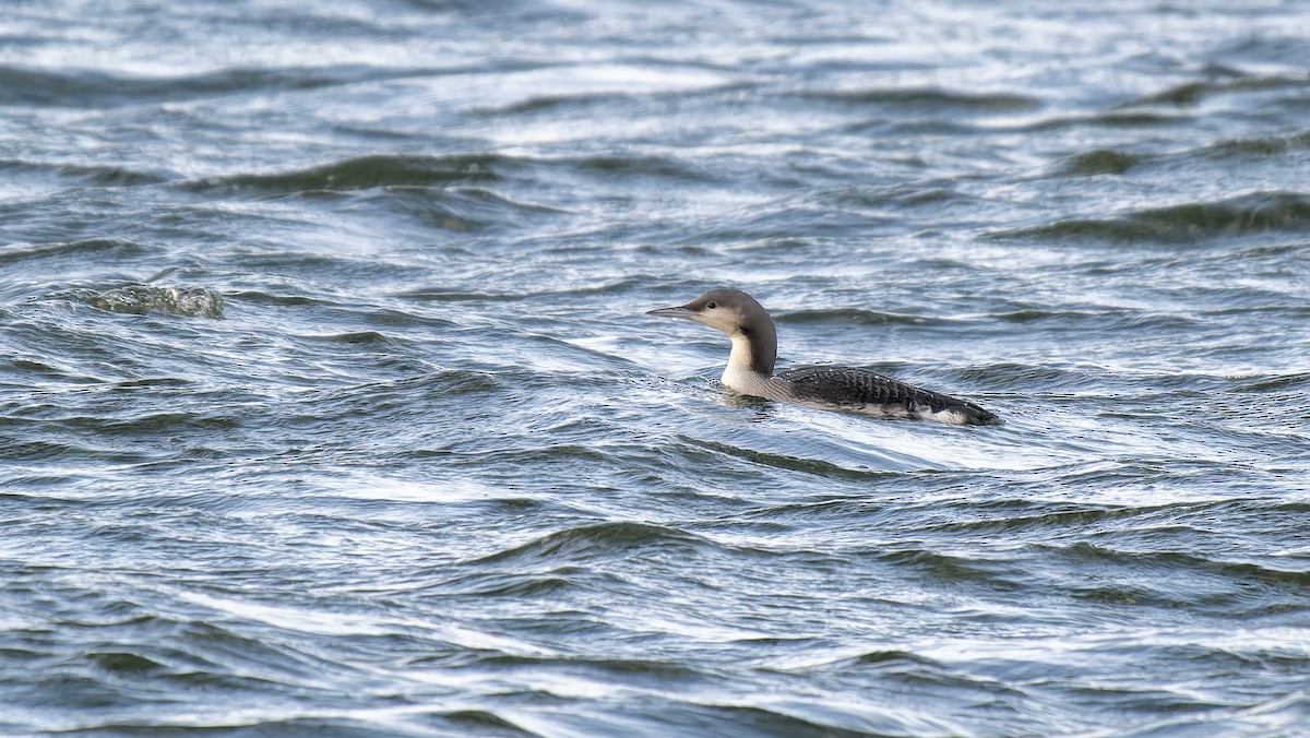 Arctic Loon - ML645708860