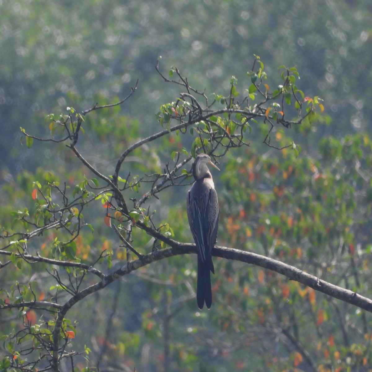 Oriental Darter - ML645708887