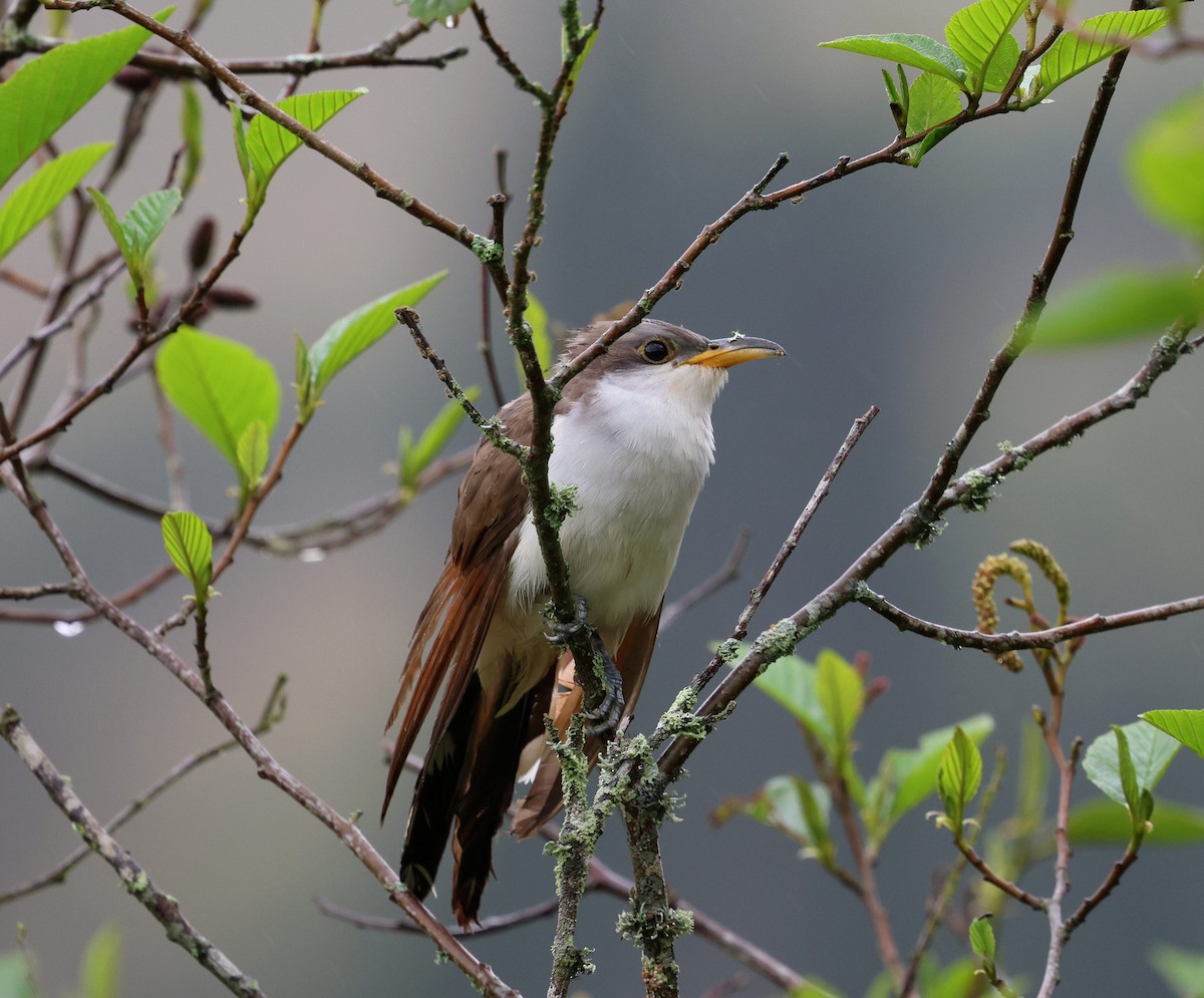 Yellow-billed Cuckoo - ML645708890