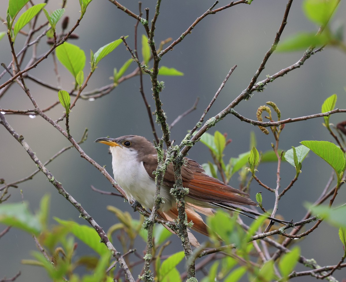 Yellow-billed Cuckoo - ML645708891