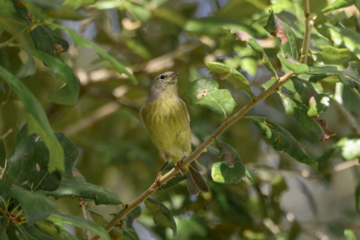 Orange-crowned Warbler - ML645708896