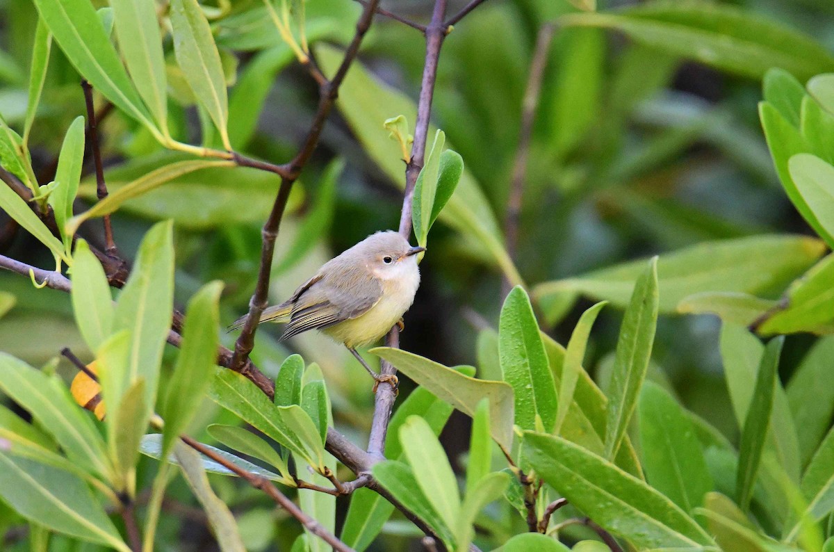 Senegal Eremomela - ML645708898