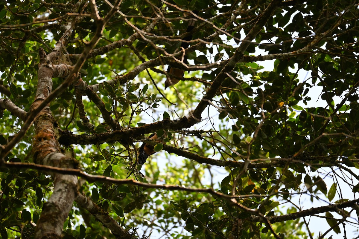 Bornean Treepie - ML645708906