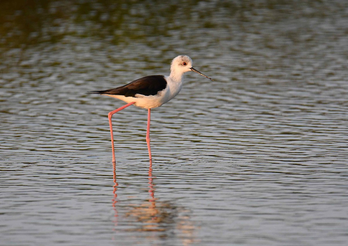 Black-winged Stilt - ML645708918