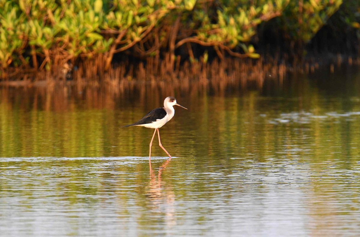 Black-winged Stilt - ML645708919