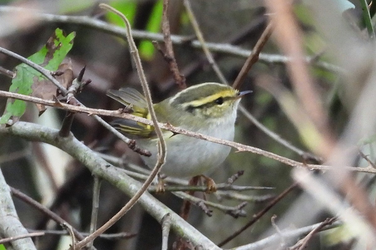 Pallas's Leaf Warbler - ML645708921