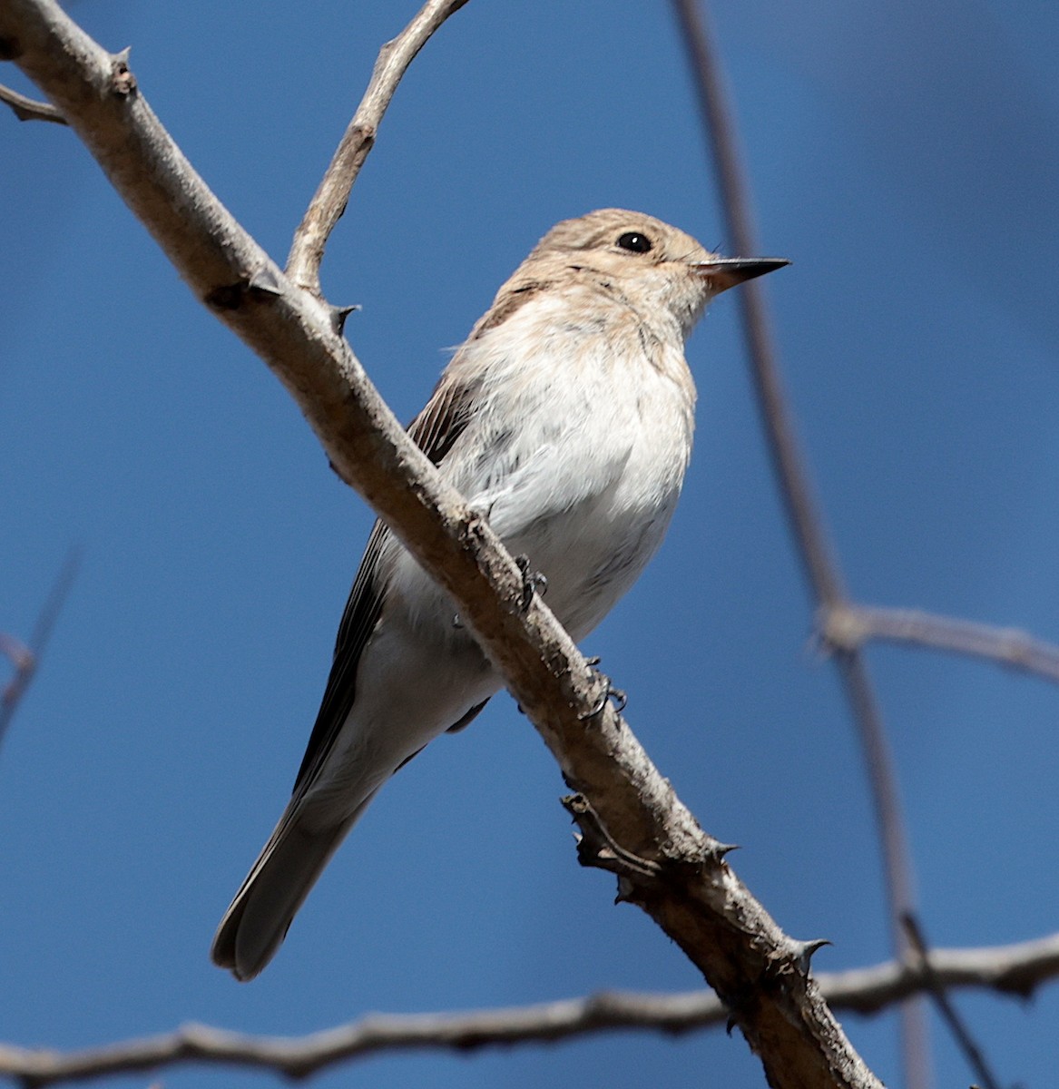 Spotted Flycatcher - ML645708922