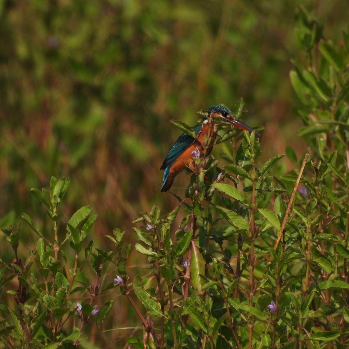 カワセミ - ML645708926