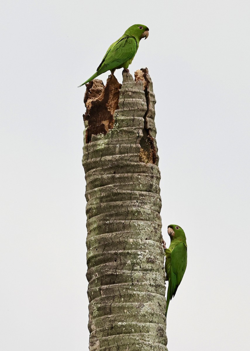 オオメキシコインコ - ML645708928