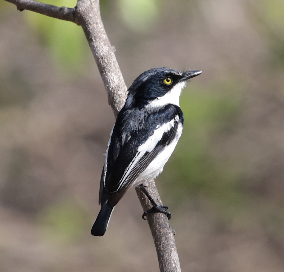 アゴフセワタビタキ - ML645708929