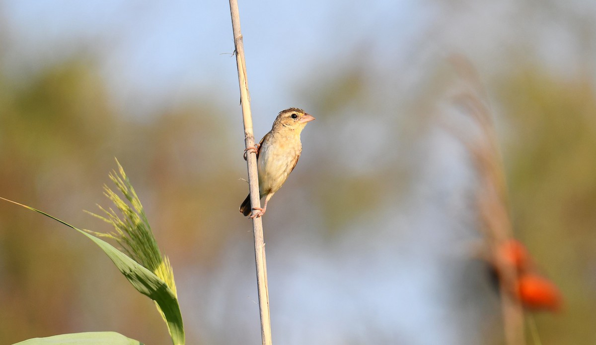 キタキンランチョウ - ML645708931