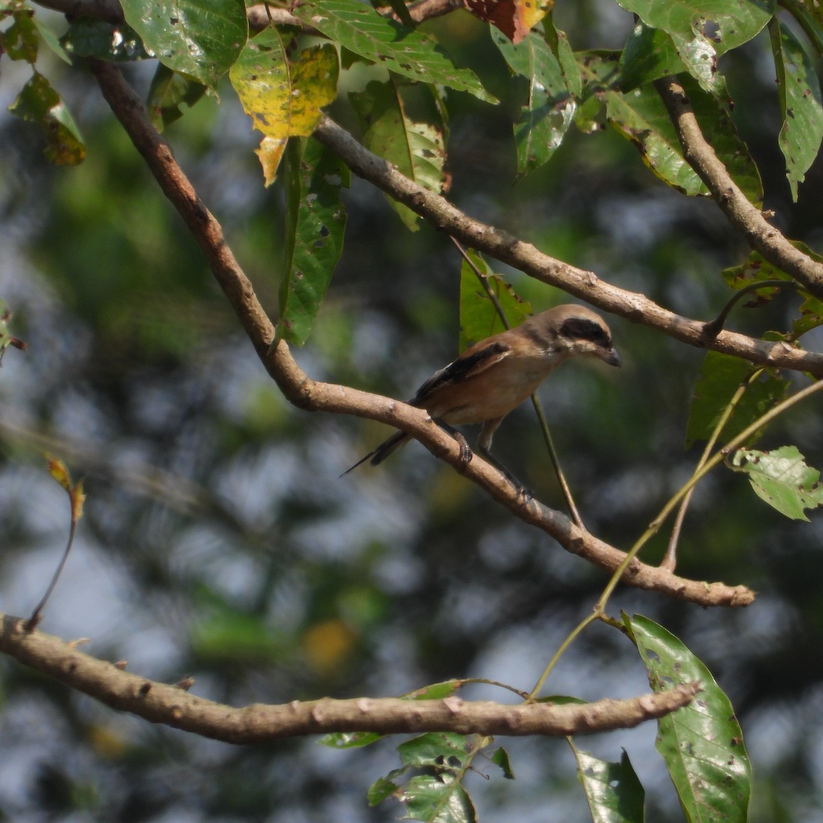 タカサゴモズ - ML645708935