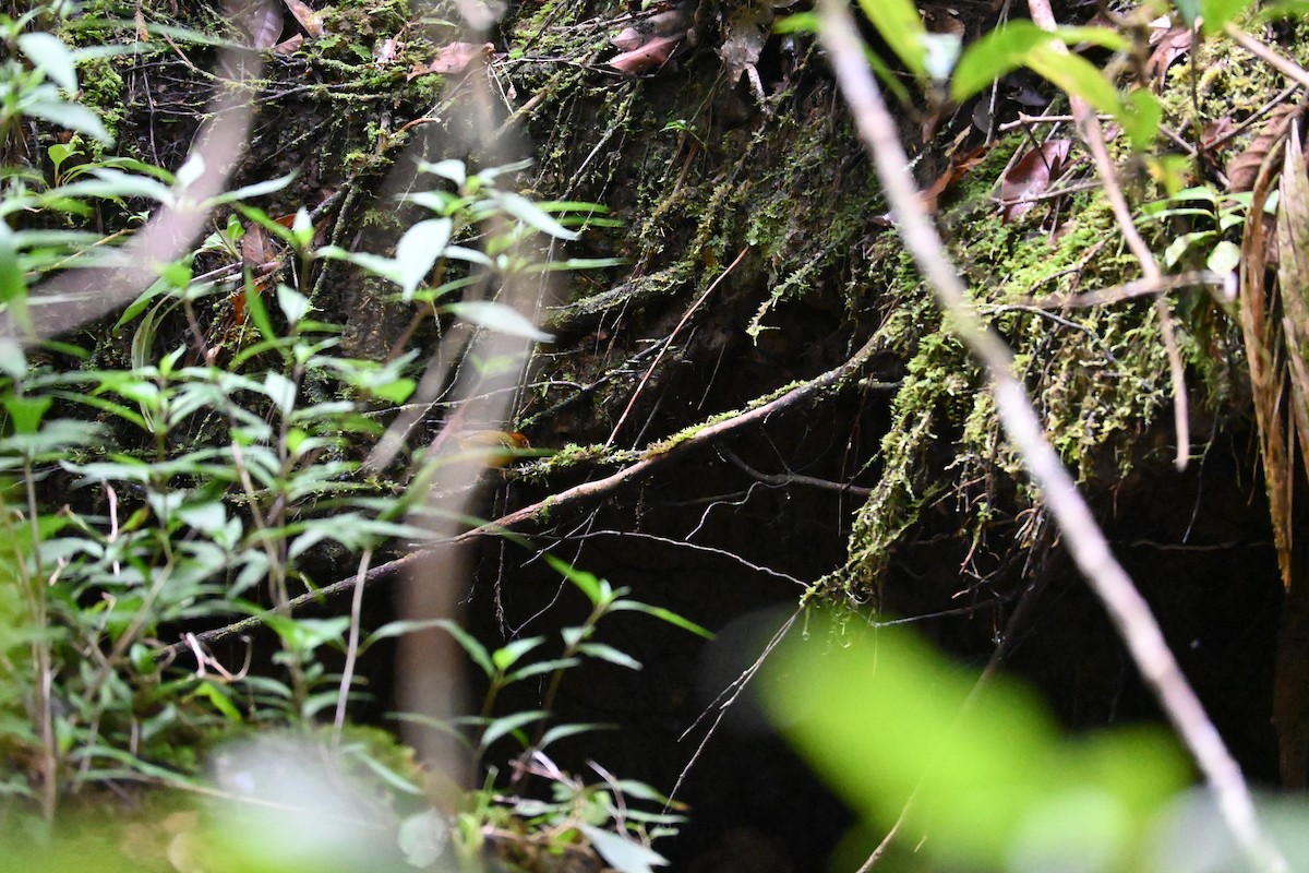 チャガシラモリムシクイ - ML645708937