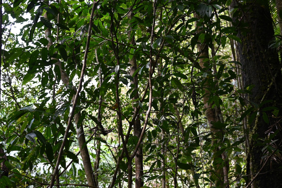 チャガシラモリムシクイ - ML645708938