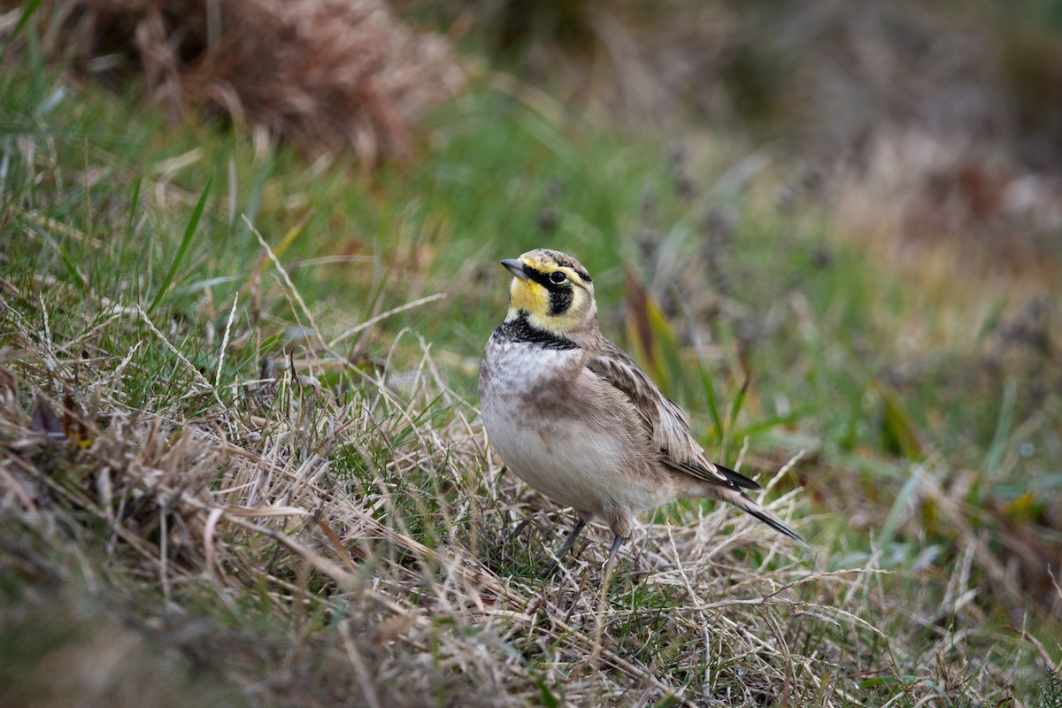 ハマヒバリ - ML645708939