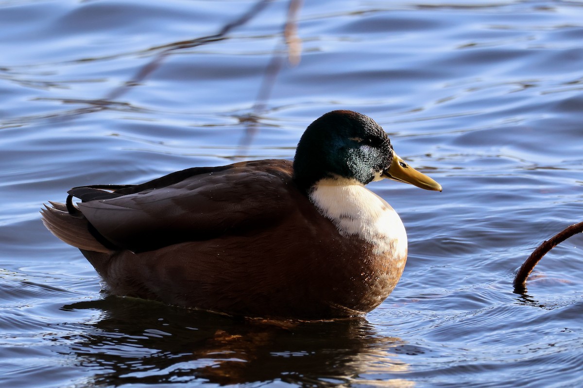 マガモ - ML645708940