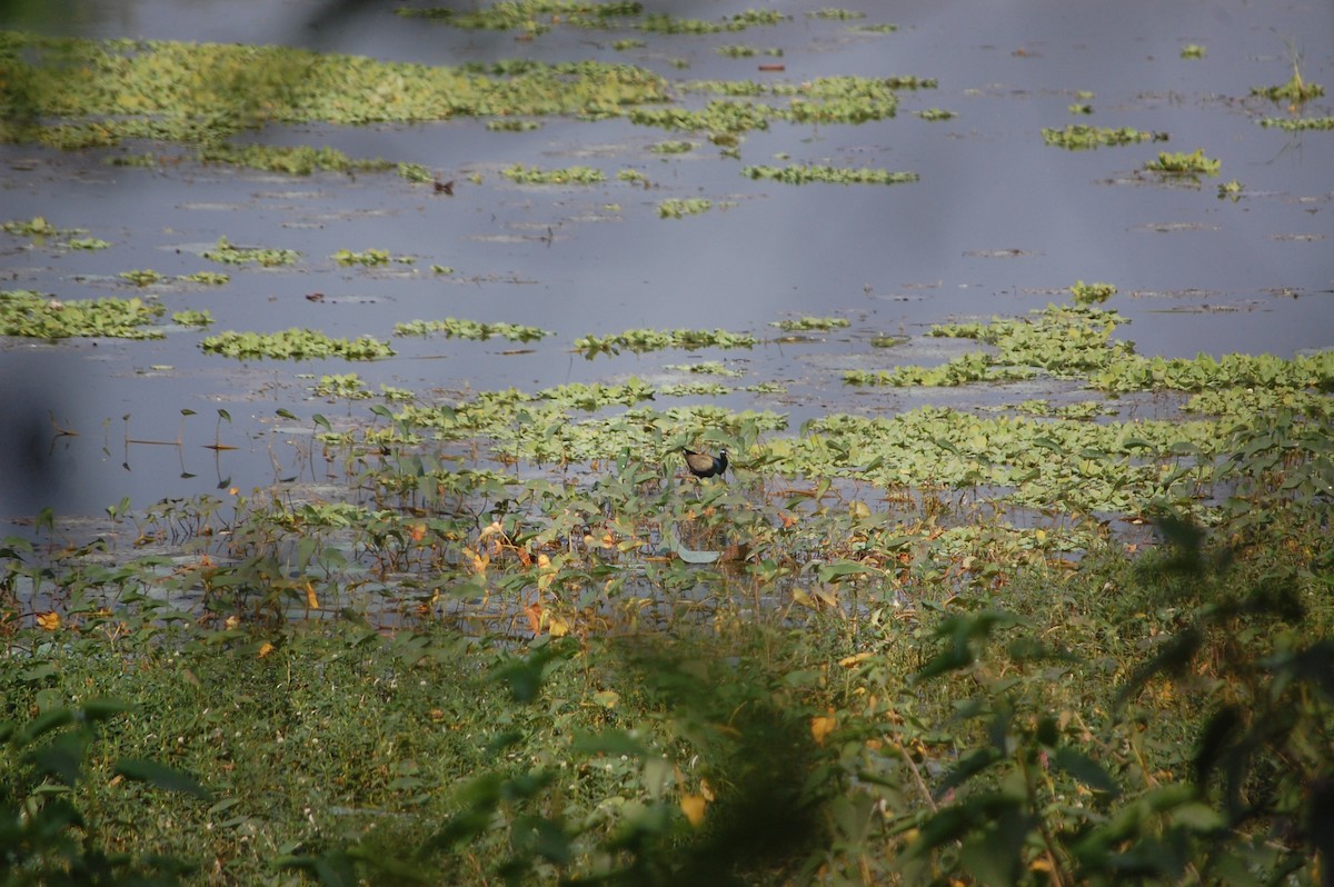 アジアレンカク - ML645708943