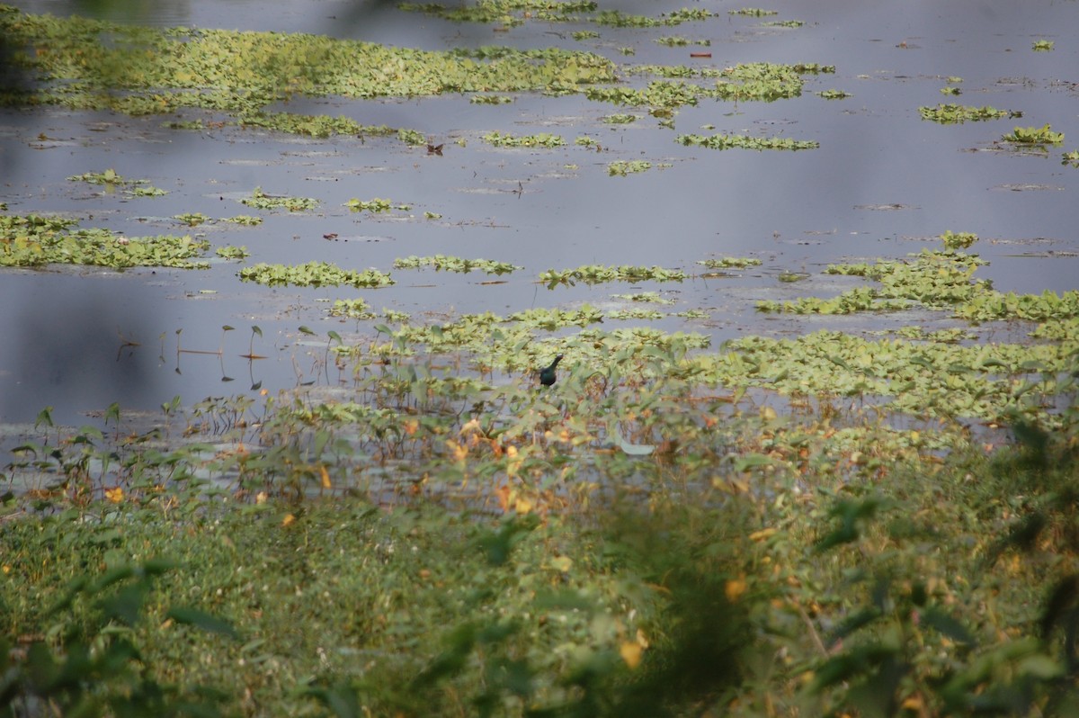 アジアレンカク - ML645708944