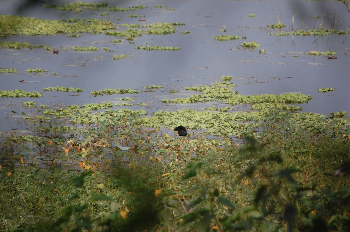 アジアレンカク - ML645708945