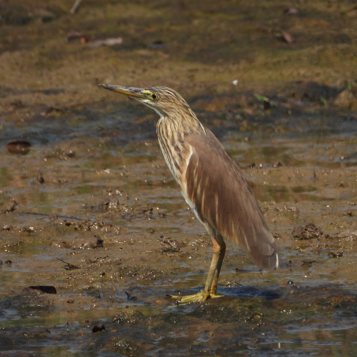 インドアカガシラサギ - ML645708950