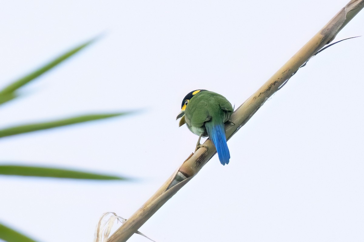 オナガヒロハシ - ML645708952