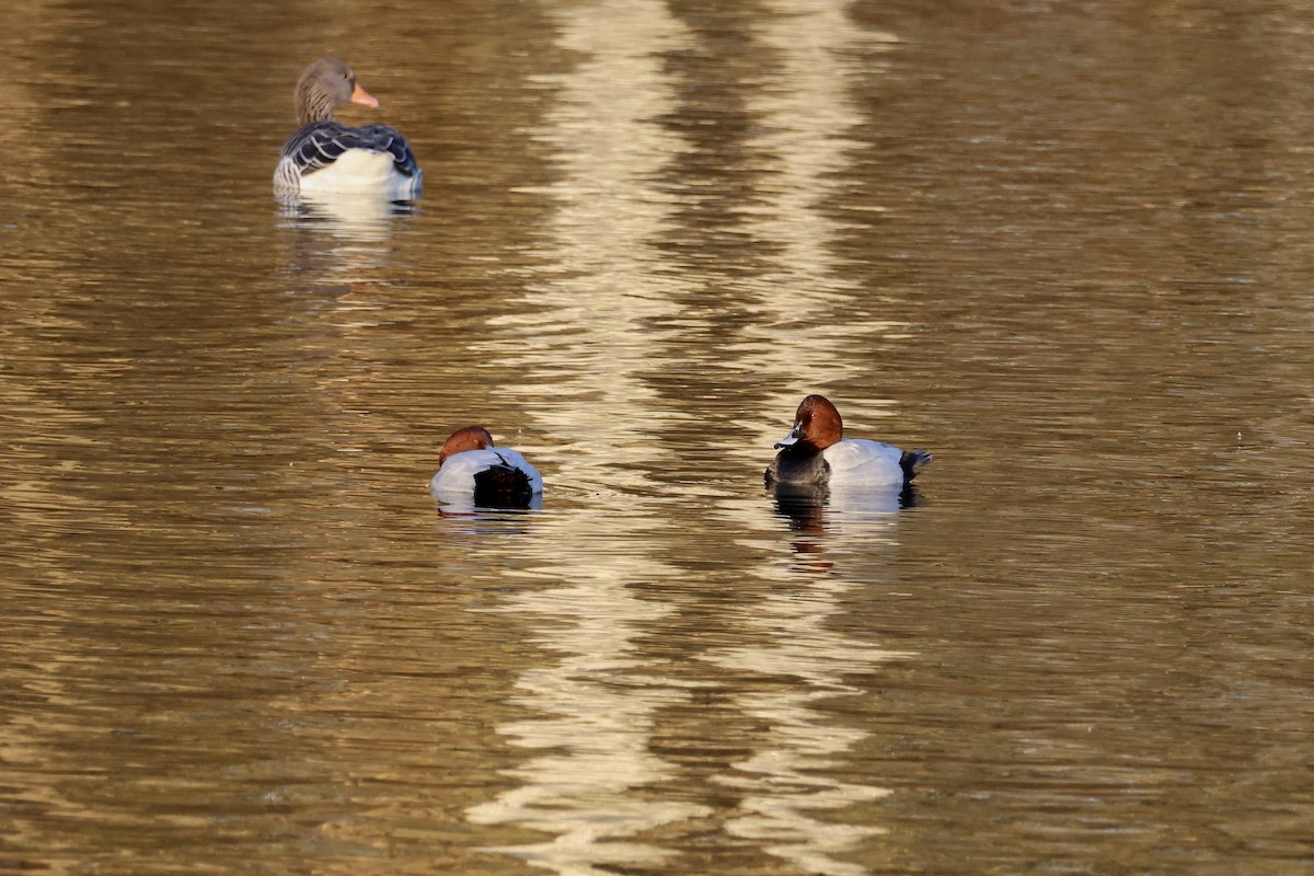 ホシハジロ - ML645708955